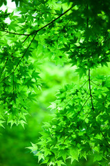 Fototapeta na wymiar 由布川峡谷の新緑