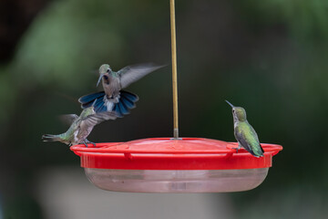 Closeup image of an incoming hummingbird challenged by two hummers already at a feeder