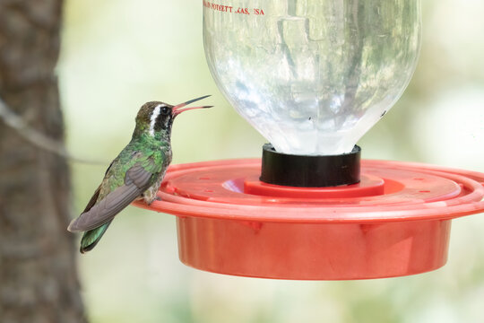 Closeup image of a White-eared hummingbird perched at a feeder with its beak open, vocalizing