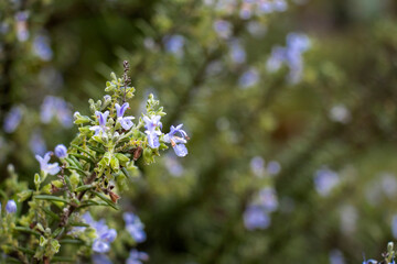 Close-up of tiny dew-covered flowers on a rosemary bush in soft morning light, with copy space.