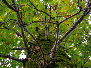 Oak branches and leaves on the top