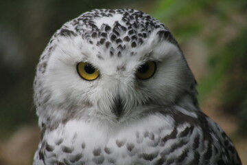 great horned owl