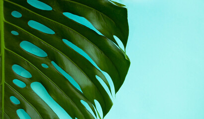 Green monstera leaf on a blue background