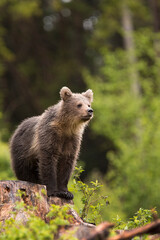 Fototapeta premium The young Broown Bear, Ursus arctos