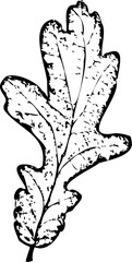 he outline of an oak leaf(smoll), skeleton leaves, black and white graphics for diaries of a naturalist