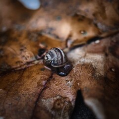 snail on a tree