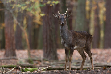 Fallow deer, Dama dama