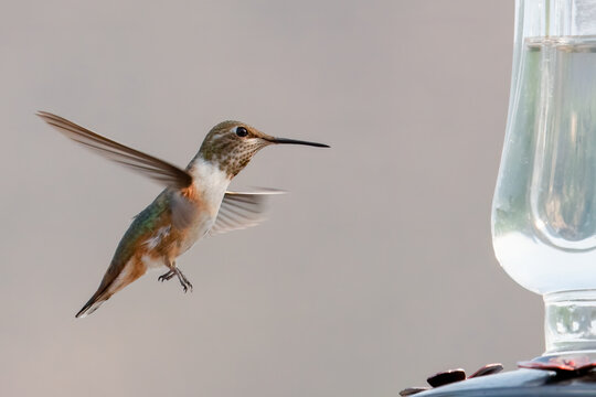 Closeup image of one Rufous hummingbird coming in for a landing at a feeder