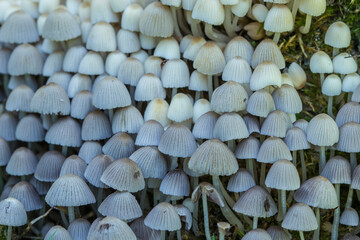 Coprinellus disseminatus mushrooms in the wild, fairy inkcap
