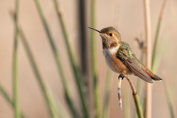 A young Rufous hummingbird perched on a slender branch in a garden setting