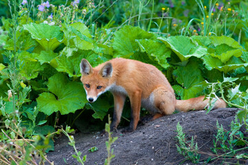 Red Fox, Vulpes vulpes, beautiful animal at green forest with flowers, in the nature habitat. Slovakia.