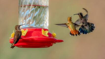 Closeup image of an incoming hummingbird challenged by two hummers already at a feeder