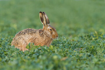 Fototapeta premium European brown hare (Lepus europaeus)