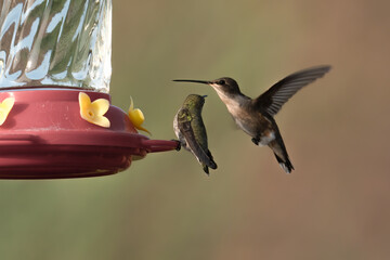 Closeup image of two hummingbirds interacting a feeder