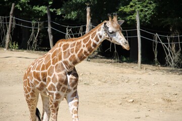 Obraz premium giraffe in the zoo