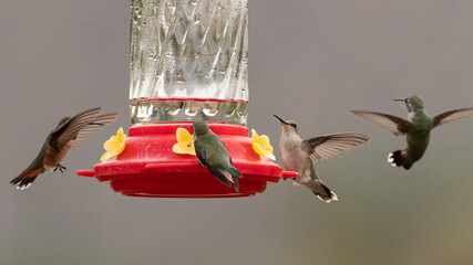 Obraz premium Four hummingbirds sharing one feeder