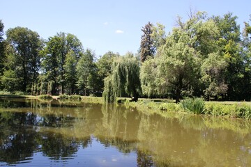 Fototapeta na wymiar pond in the park with willows