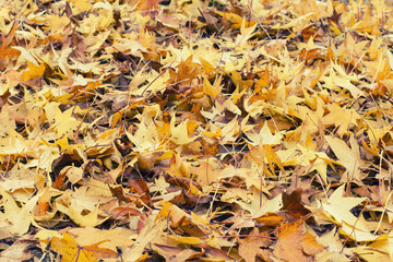 fallen autumn leaves