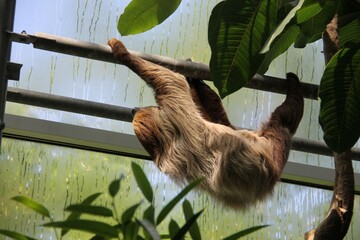 Fototapeta premium Sloth climbing a tree
