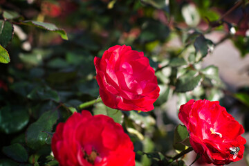 Roses in the garden, Roses are beautiful with a beautiful sunny day.