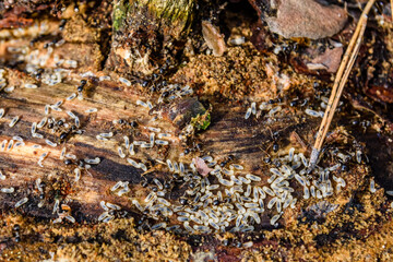 Colony of ants in the rotten stump