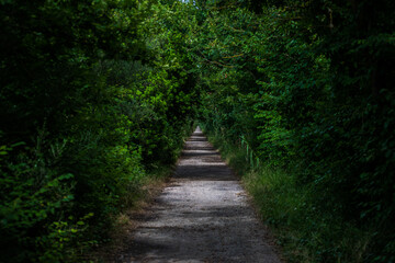 Beautiful path between the plants of the Albufera in Mallorca, Spain