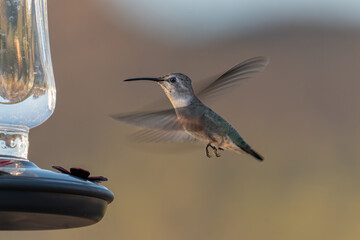 A female Anna's hummingbird hovering near a feeder, viewed from the side