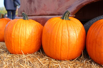 pumpkins on the ground