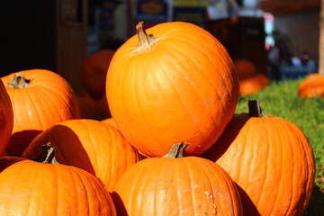 pumpkins on the ground
