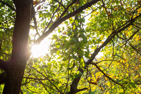 The sunlight passes beautifully through the autumn leaves
