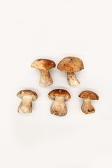 Beautiful fresh porcini mushrooms  on white background isolated season healthy food 