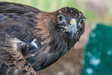 Golden Eagle Closeup