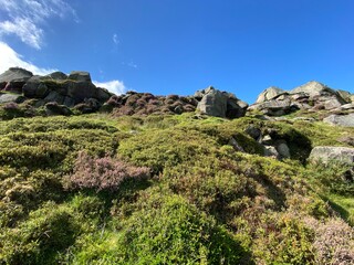 Heather, gorse, and wild grasses, near the Cow and Calf rocks, set against a vivid blue sky in, Ilkley, Yorkshire, UK