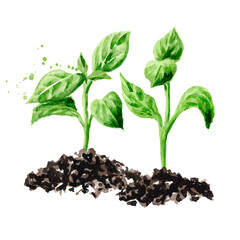 Young sprouts. Hand drawn watercolor illustration, isolated on white background
