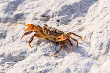 Freshwater river crab (Potamon ibericum) on the stone
