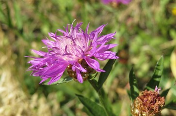 Purple centaurea flower in the meadow, closeup