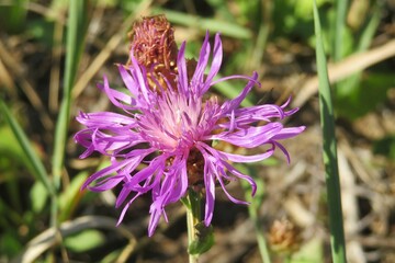 Purple centaurea flower in the meadow, closeup
