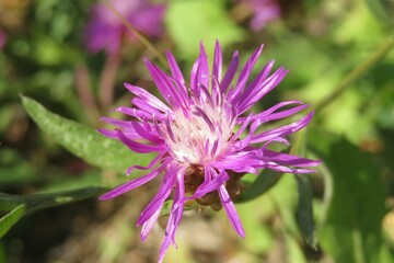 Purple centaurea flower in the meadow, closeup