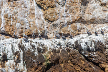 Brown Pelicans Roosting on a Ledge, Farallon Islands, San Francisco