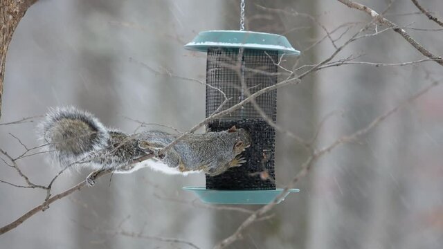 Acrobatic wild Eastern gray squirrel (Sciurus carolinensis) using a tree limb to rob sunflower seeds from a bird feeder while it is snowing.
