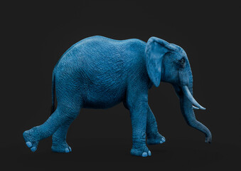 african elephant is walking in a dark grey background side view