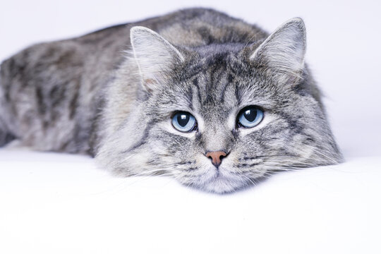Funny large longhair gray tabby cute kitten with beautiful big blue eyes lying on white table. Pets and lifestyle concept. Lovely fluffy cat. Free space for text.