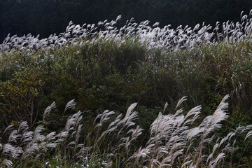Sengokubara Susuki Field  is a Japanese pampas grass spot located in Hakone, Kanagawa Prefecture...