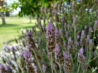Lavender plants in the foreground with a sunny field in the background
