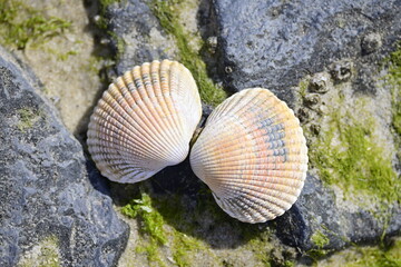 Herzmuschel am Strand