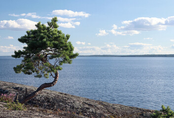 lonely tree on the background of water