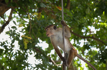Macaque Monkey sitting on tree. Amusing monkeys. Wildlife on Shri Lanka.