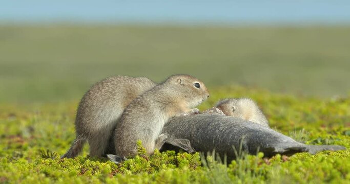 Arctic ground squirrels feeding on dead fish, Alaska, USA