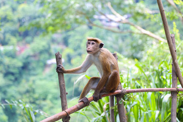 Macaque Monkey sitting on tree. Amusing monkeys. Wildlife on Shri Lanka.