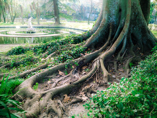 roots of a tree